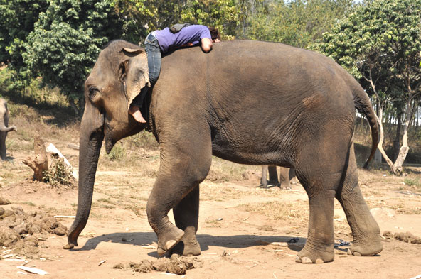 Baan Chan Elephant Park - Chiang Mai