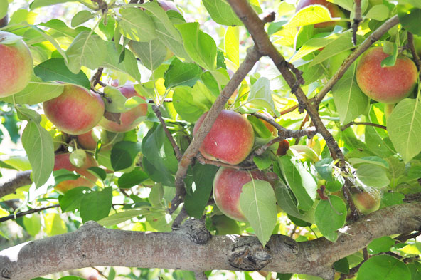 Cueillette des pommes au Verger Labonté