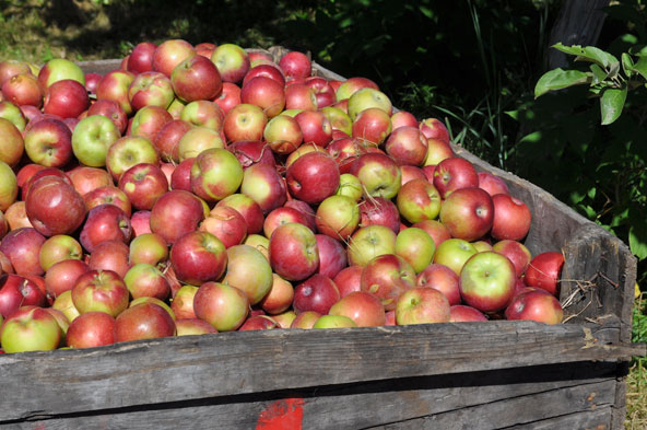 Cueillette des pommes au Verger Labonté