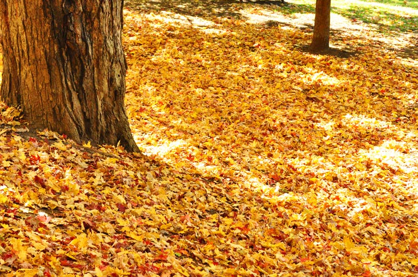 Le parc du Mont-Royal en automne
