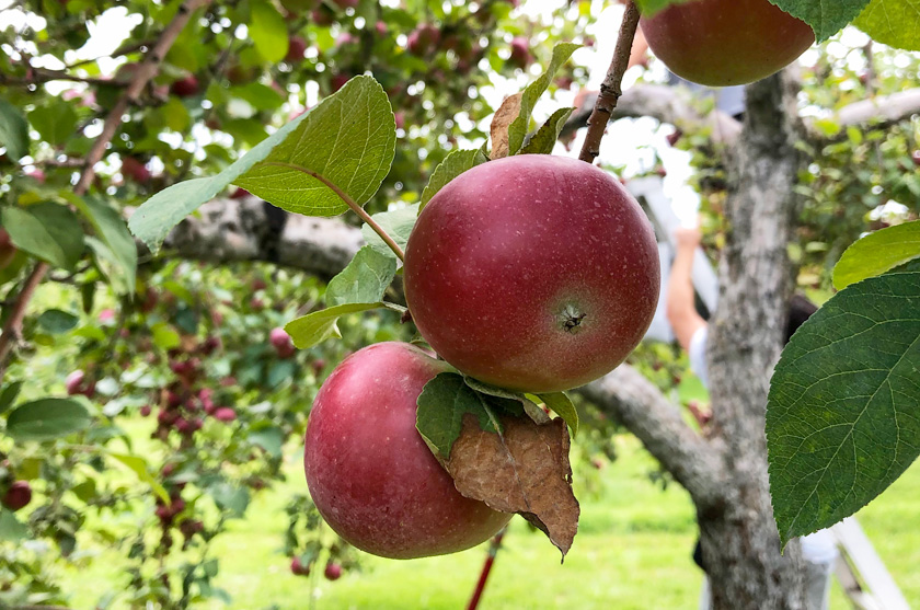 Cueillette de pommes biologiques au Québec
